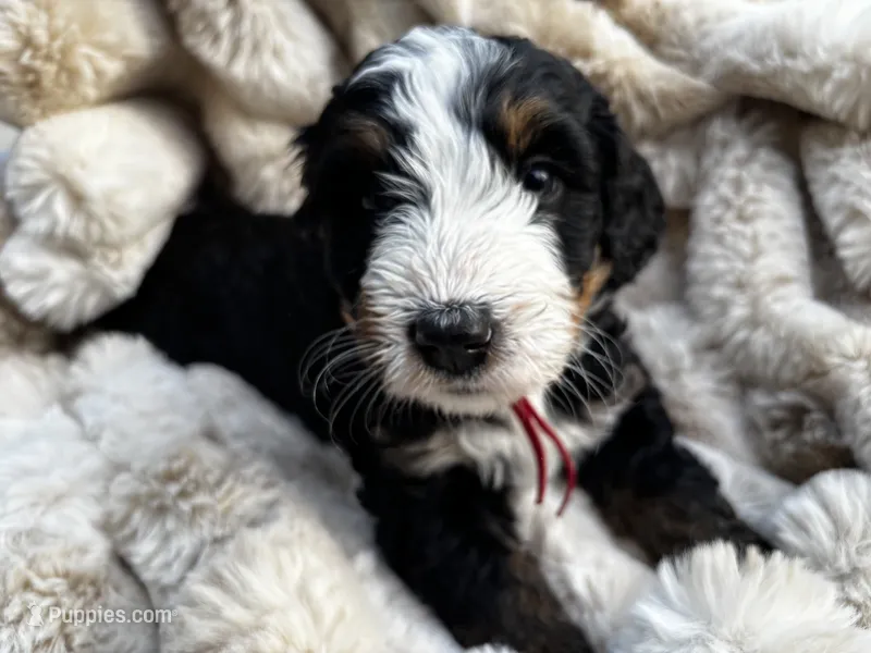 Marshall  – Poodle - Miniature , Bernedoodle puppy for sale in Waco, TX
