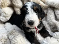 Marshall , a male Poodle - Miniature  and Bernedoodle for sale in Waco, TX – 1 of 6