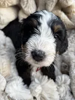 Marshall , a male Poodle - Miniature  and Bernedoodle for sale in Waco, TX – 4 of 6