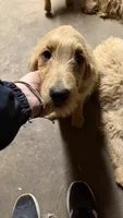 Ellie, a female Goldendoodle for sale in Cranston, RI – 2 of 3