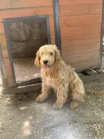 Max, a male Goldendoodle for sale in Cranston, RI – 2 of 3