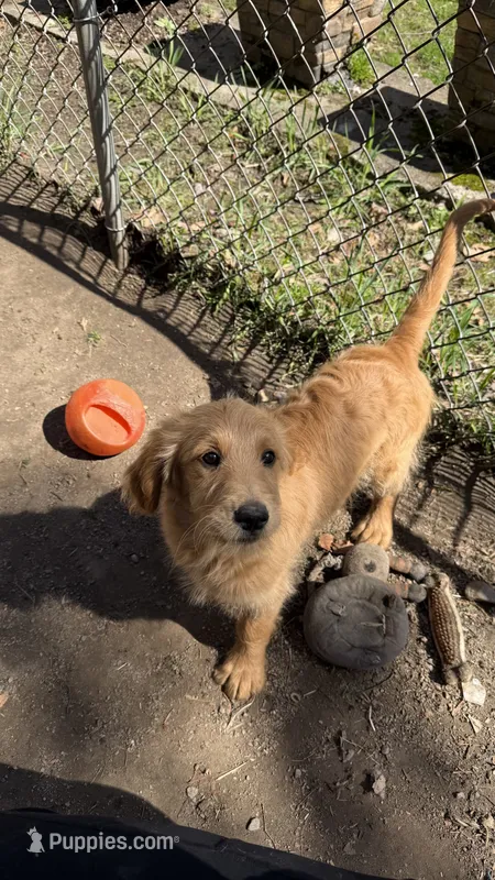 Ellie – Goldendoodle puppy for sale in Cranston, RI