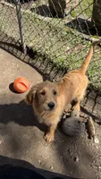 Ellie, a female Goldendoodle for sale in Cranston, RI – 3 of 3