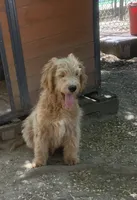 Max, a male Goldendoodle for sale in Cranston, RI – 1 of 3
