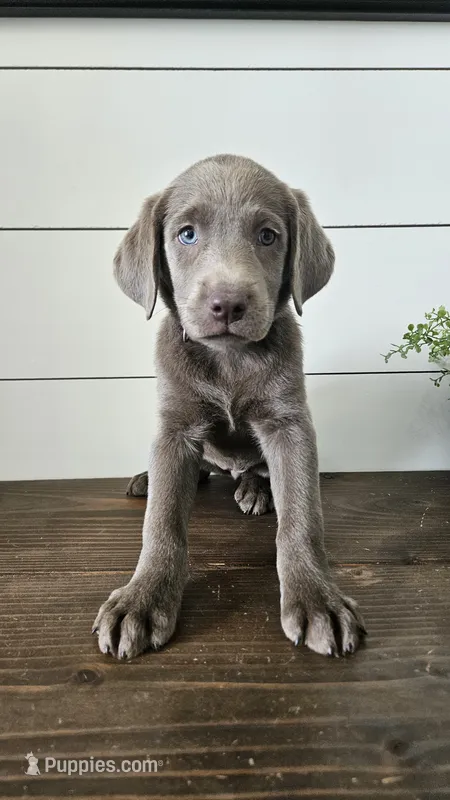 Silver female labrador – Labrador Retriever puppy for sale in Garden City, KS