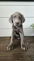 Silver female labrador, a female Labrador Retriever for sale in Garden City, KS – 1 of 2