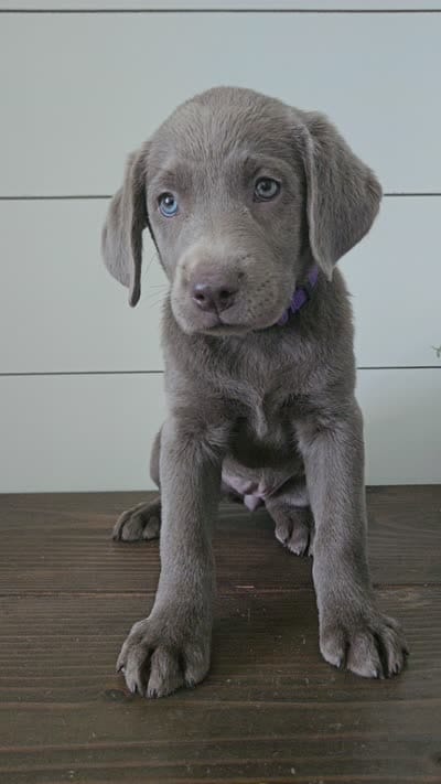 Silver female labrador, a female Labrador Retriever for sale in Garden City, KS – 2 of 2