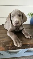 Silver female labrador, a female Labrador Retriever for sale in Garden City, KS – 2 of 3