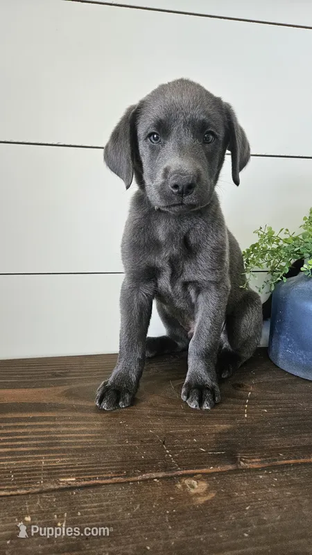 Charcoal Male Labrador – Labrador Retriever puppy for sale in Garden City, KS