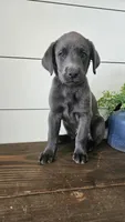 Charcoal Male Labrador, a male Labrador Retriever for sale in Garden City, KS – 1 of 3