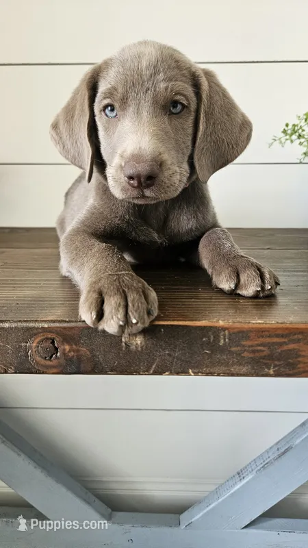 Silver female labrador – Labrador Retriever puppy for sale in Garden City, KS