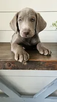 Silver female labrador, a female Labrador Retriever for sale in Garden City, KS – 1 of 3