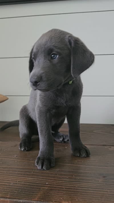 Charcoal Male Labrador, a male Labrador Retriever for sale in Garden City, KS – 3 of 3