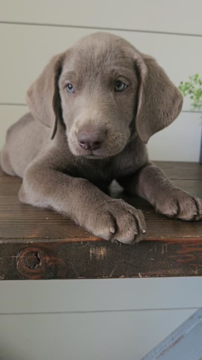Silver female labrador, a female Labrador Retriever for sale in Garden City, KS – 3 of 3