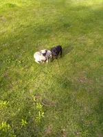 Maverick, a male Pug for sale in Luray, VA – Photo 5 of 5