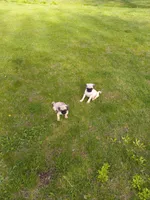 Maverick, a male Pug for sale in Luray, VA – Photo 4 of 5