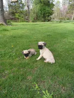 Maverick, a male Pug for sale in Luray, VA – Photo 3 of 5