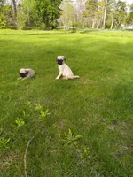 Maverick, a male Pug for sale in Luray, VA – Photo 2 of 5