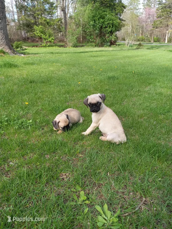 Maverick – Pug puppy for sale in Luray, VA