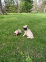 Maverick, a male Pug for sale in Luray, VA – Photo 1 of 5