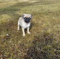 Jasper, a male Pug for sale in Luray, VA – Photo 3 of 5