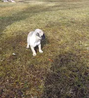 Jasper, a male Pug for sale in Luray, VA – Photo 5 of 5