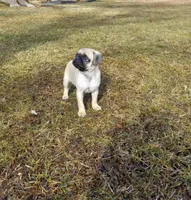 Jasper, a male Pug for sale in Luray, VA – Photo 1 of 5