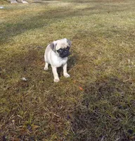 Jasper, a male Pug for sale in Luray, VA – Photo 4 of 5