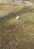 Jasper, a male Pug for sale in Luray, VA – Photo 2 of 5