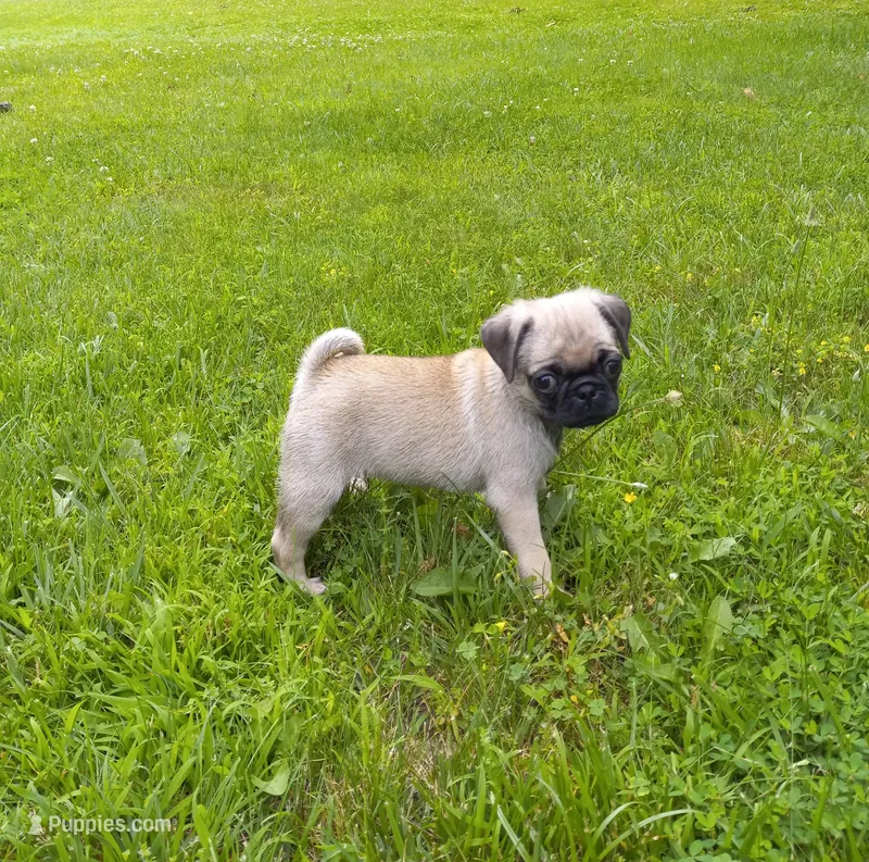Mia – Pug puppy for sale in Luray, VA