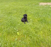 Sunshine, a female Pug for sale in Luray, VA – 2 of 7