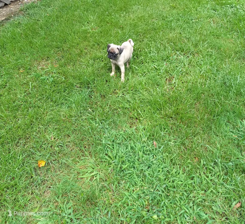 Baxter – Pug puppy for sale in Luray, VA
