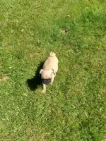 Tinker, a male Pug for sale in Luray, VA – 7 of 7