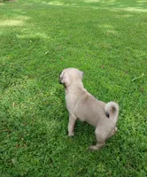 Mia, a female Pug for sale in Luray, VA – 6 of 7