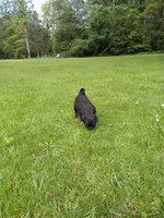 Sunshine, a female Pug for sale in Luray, VA – 6 of 7