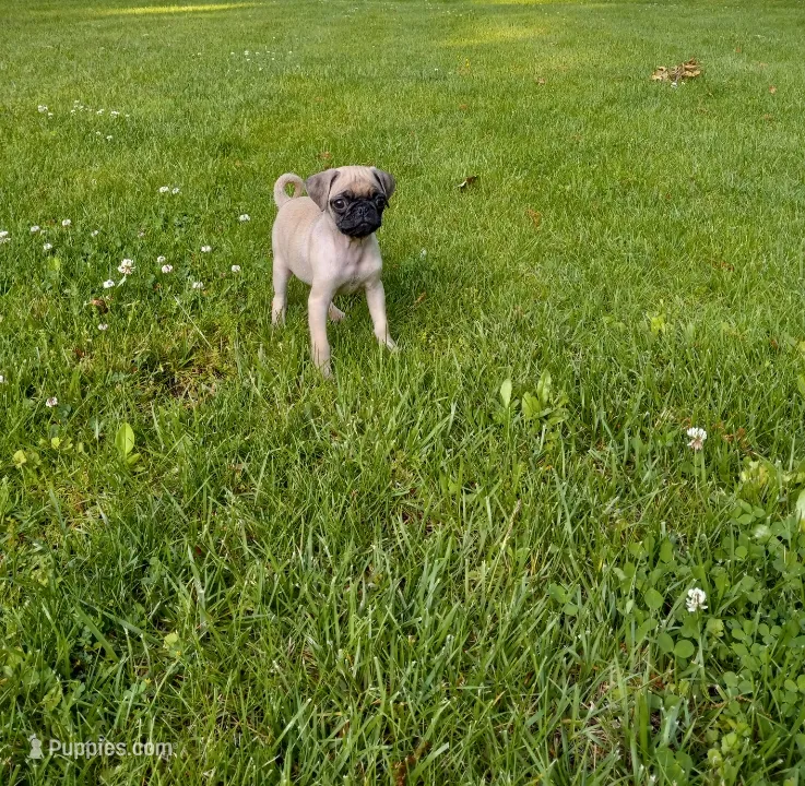 Fancy – Pug puppy for sale in Luray, VA