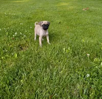 Fancy, a female Pug for sale in Luray, VA – 1 of 6