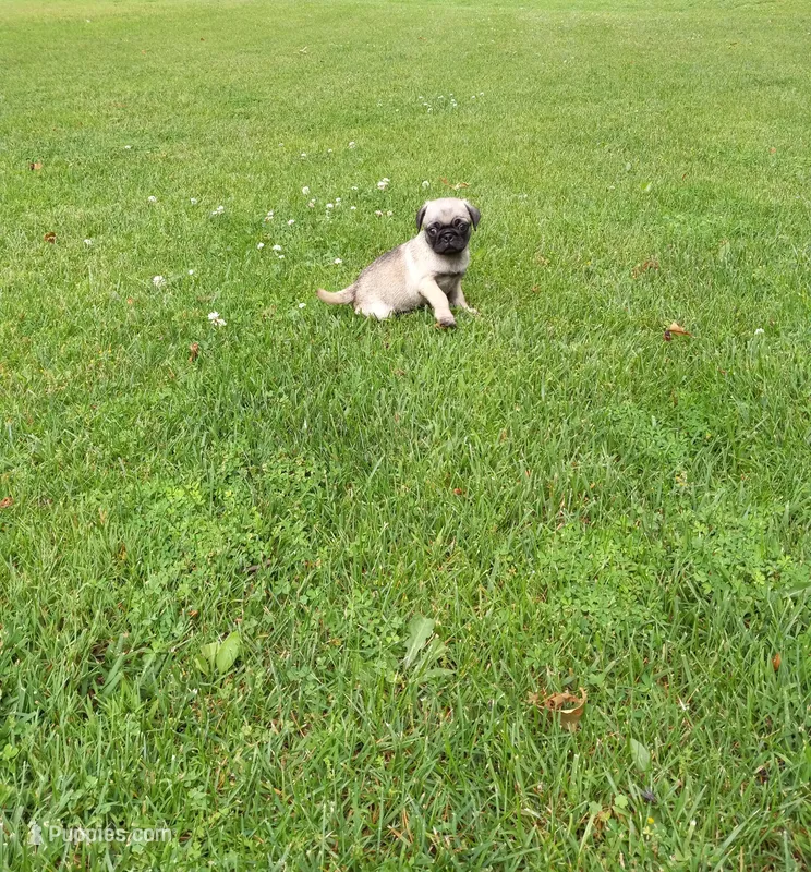 Bo – Pug puppy for sale in Luray, VA
