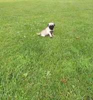 Bo, a male Pug for sale in Luray, VA – 1 of 5
