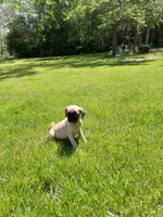 Tinker, a male Pug for sale in Luray, VA – 2 of 7