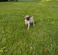 Fancy, a female Pug for sale in Luray, VA – 3 of 6