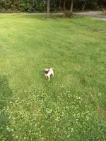 Susie, a female Pug for sale in Luray, VA – 4 of 6