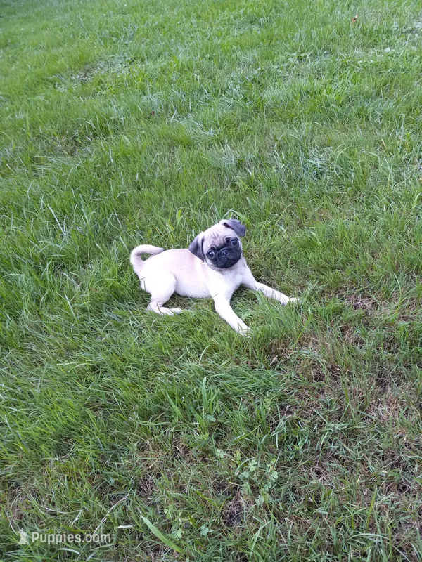 Mia – Pug puppy for sale in Luray, VA
