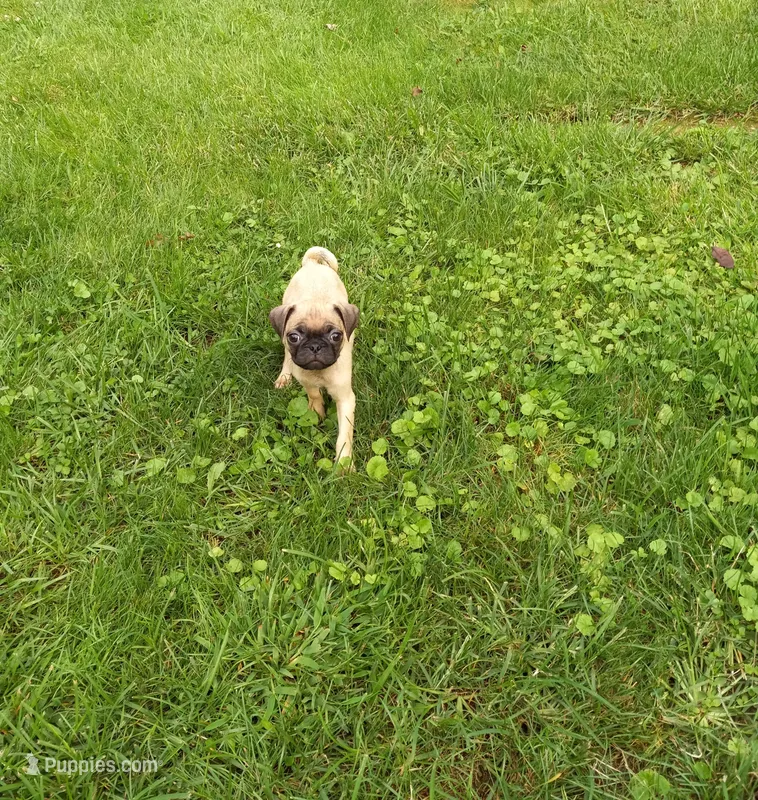 Susie – Pug puppy for sale in Luray, VA