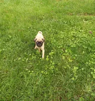 Susie, a female Pug for sale in Luray, VA – 1 of 6