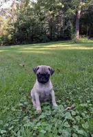 Sugar, a female Pug for sale in Luray, VA – 2 of 5