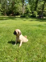 Tinker, a male Pug for sale in Luray, VA – 4 of 7