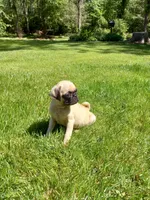 Tinker, a male Pug for sale in Luray, VA – 5 of 7