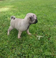 Mia, a female Pug for sale in Luray, VA – 3 of 7