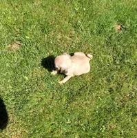 Tinker, a male Pug for sale in Luray, VA – 3 of 7